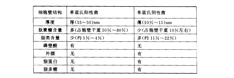 细菌界的 “隐形盔甲”!革兰氏阴性菌细胞壁凭啥难攻克?.png 细菌界的 “隐形盔甲”!革兰氏阴性菌细胞壁凭啥难攻克?.png