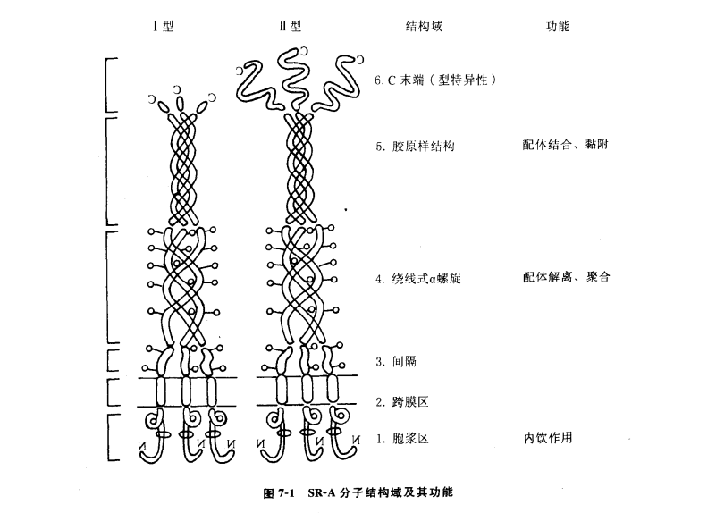SR-A分子结构域及其功能