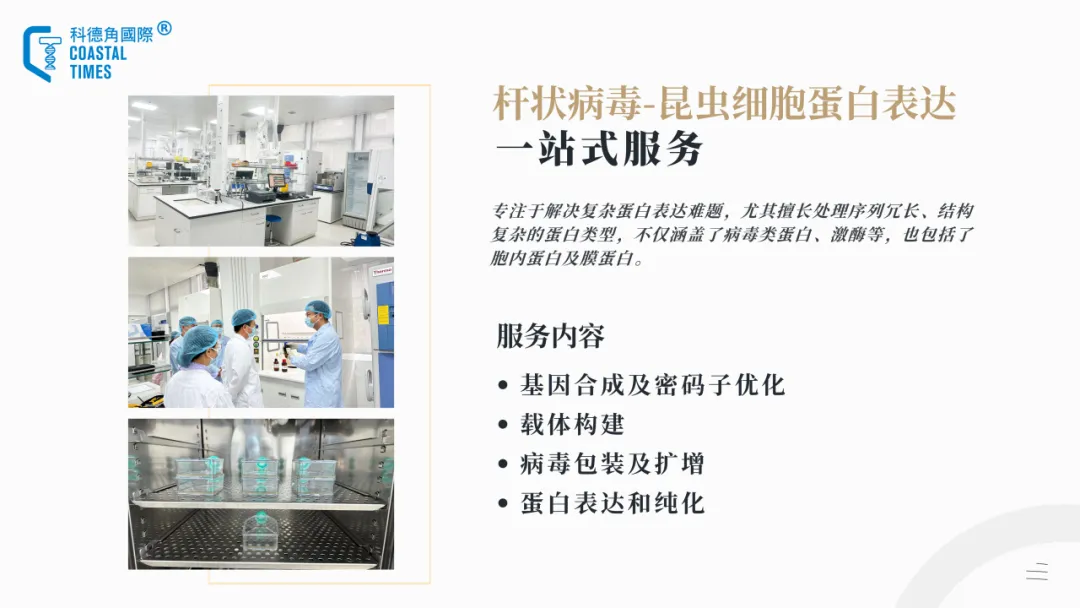 科德角国际杆状病毒-昆虫细胞蛋白表达平台服务内容
