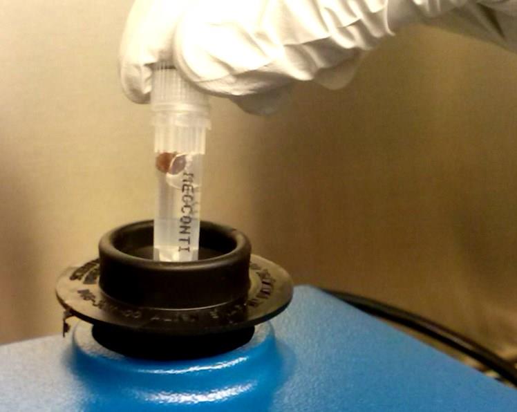 MicroPelletRTPlus