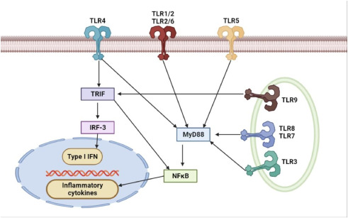 热原如何通过TLRs激活免疫反应