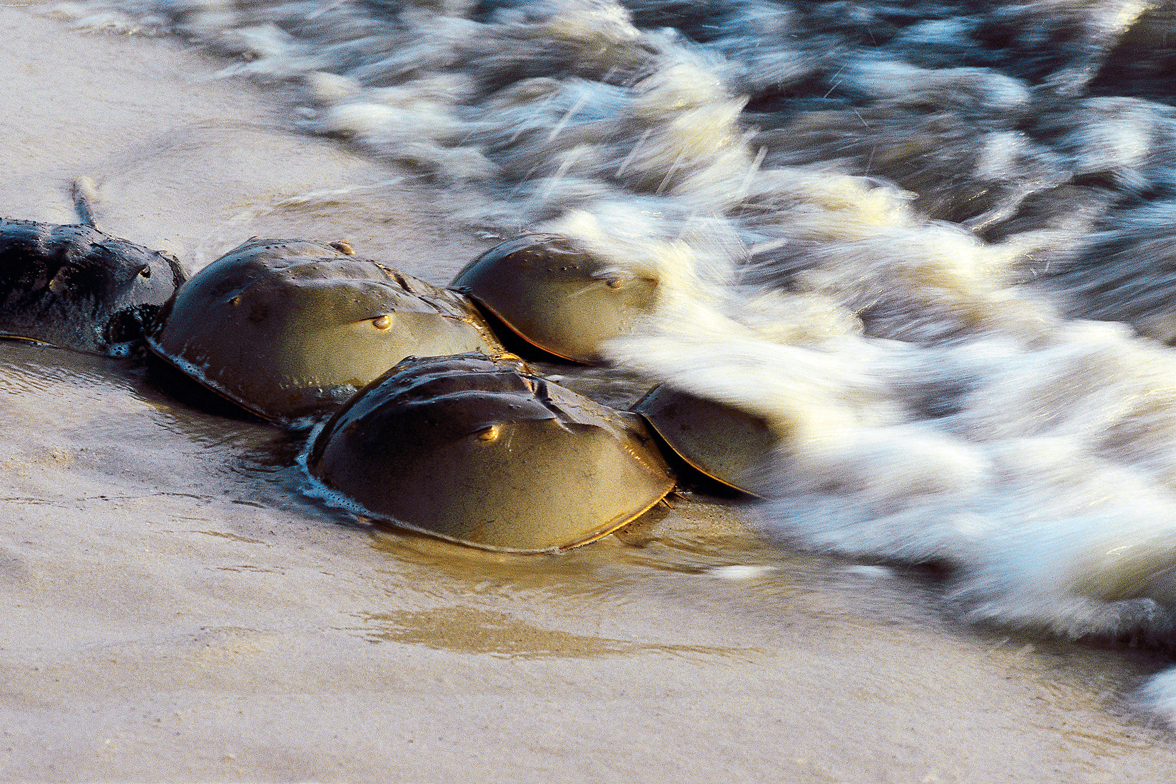 horseshoe_crab.jpg