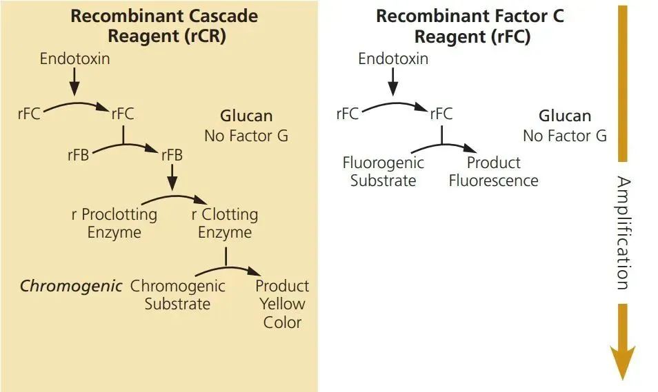 反应机制：左侧为重组鲎试剂(rCR)右侧为重组C因子(rFC)