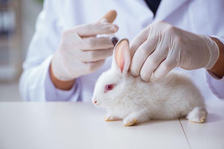 Rabbit pyrogen test
