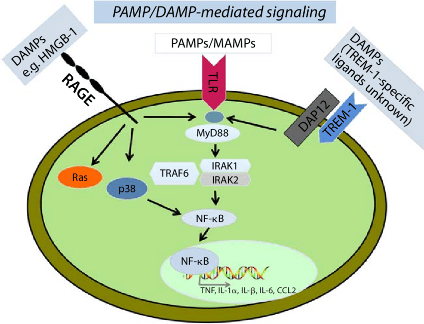 热原如何通过TLRs激活免疫反应