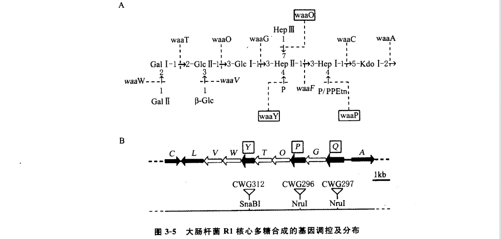 核心多糖的生物合成与跨膜转运机制