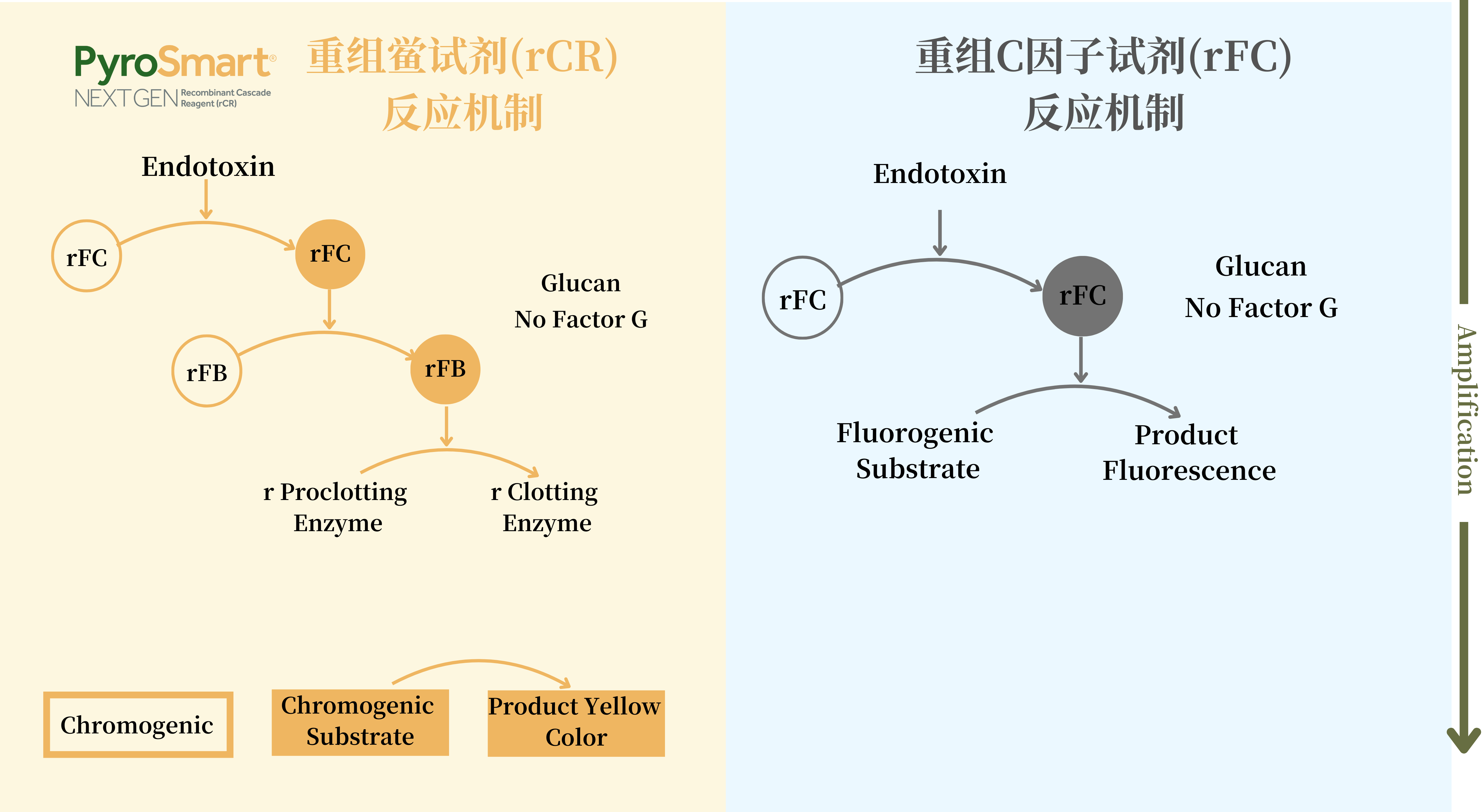 重组鲎试剂和重组C因子反应机制