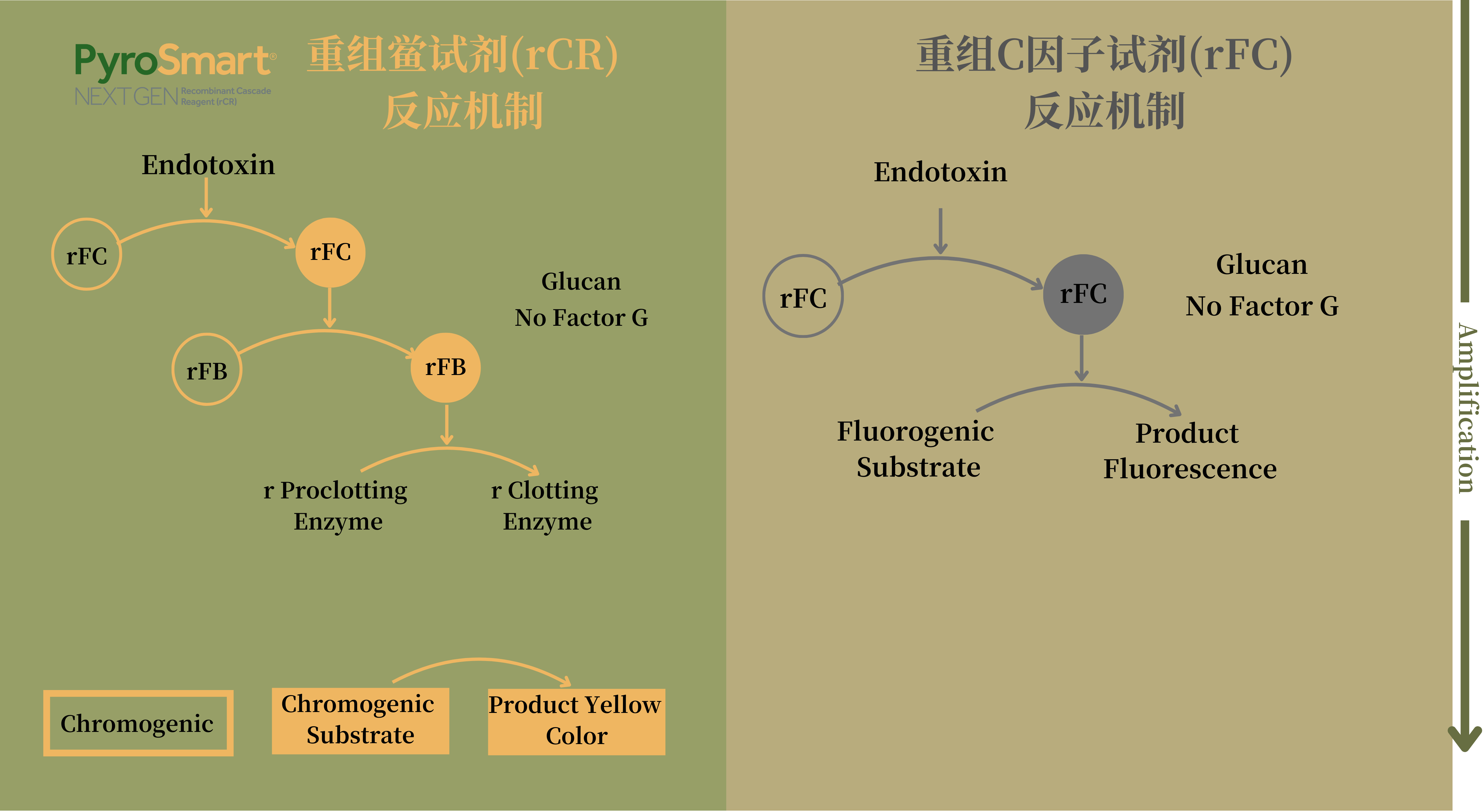 重组鲎试剂（rCR）和重组C因子（rFC）的反应机制